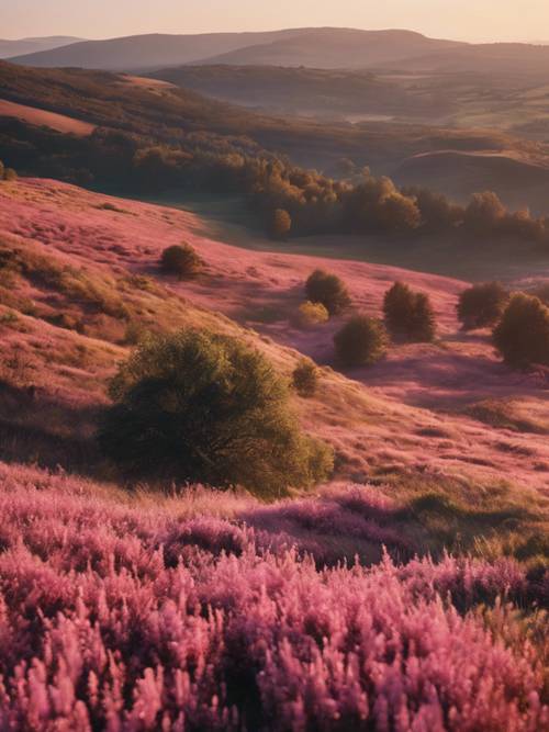 Vue à l&#39;heure d&#39;or sur une campagne calme avec des collines couvertes de bruyères roses.