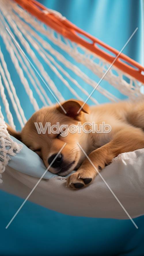 Cachorro Adormecido Dreamland