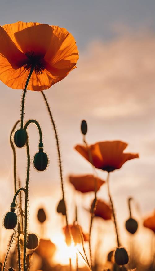 Buket bunga poppy oranye berjemur di bawah sinar matahari terbenam yang hangat.