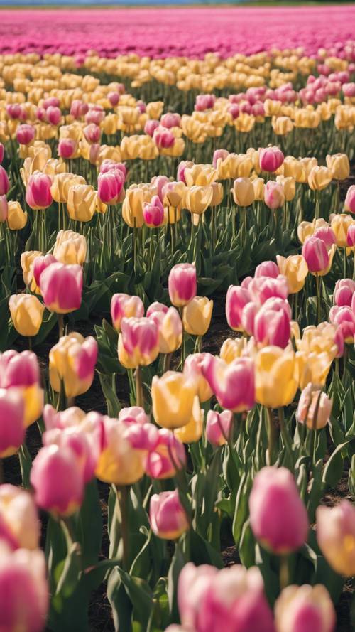 Khung cảnh thanh bình của một cánh đồng rải rác những bông hoa tulip màu hồng và vàng dưới bầu trời trong xanh.