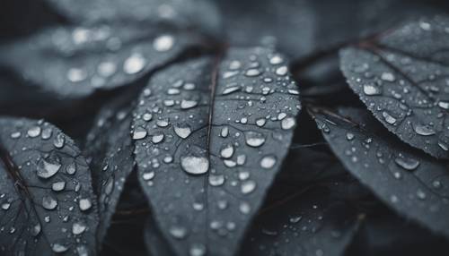 Bidikan makro daun bertekstur abu-abu gelap pada hari hujan.