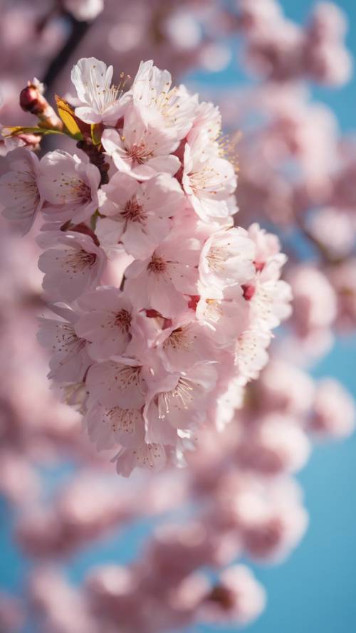 Zbliżone zdjęcie różowych kwiatów wiśni w szczytowym rozkwicie, z delikatnymi płatkami sakury lekko opadającymi na tle czystego, błękitnego nieba.