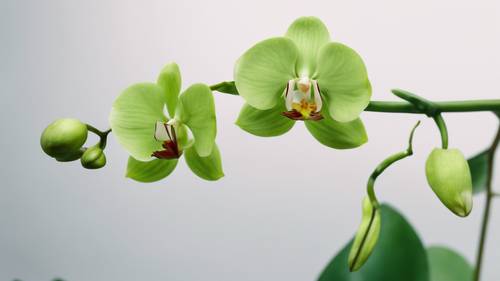 Uno stelo di orchidea verde e muscoloso con un bocciolo che inizia appena ad aprirsi.