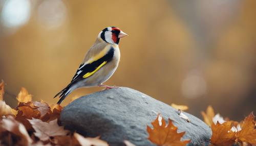 A Goldfinch standing on a stone surrounded by crisp autumn leaves.