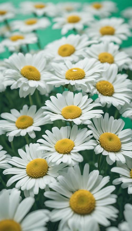Several daisies with pure white petals arranged diagonally across a preppy, mint green and white-striped background.