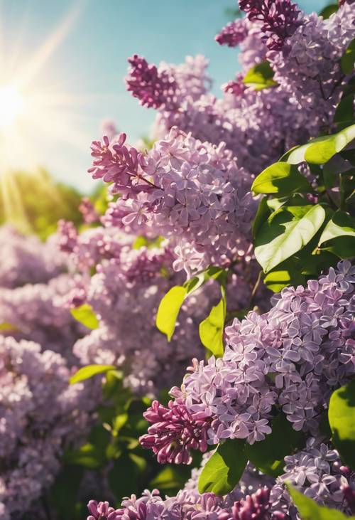 Un campo di fiori lilla in piena fioritura, che brilla sotto il sole scintillante.