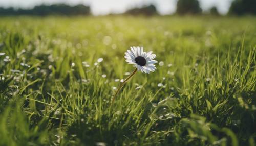 在晴朗的陽光明媚的日子裡，在充滿活力的綠色草地上，一朵孤獨的黑色雛菊。