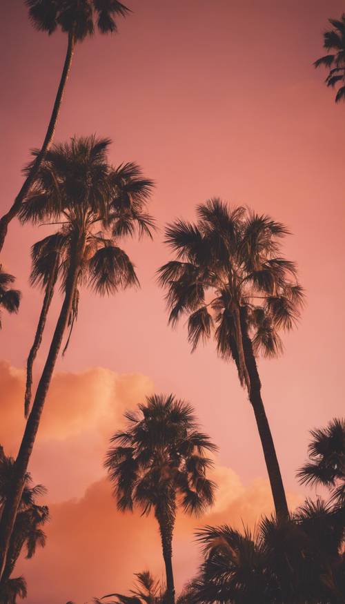 Uma imagem de cartão postal no estilo dos anos 1950 de palmeiras sob um céu laranja e rosa brilhante.