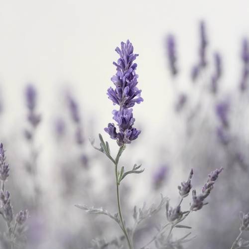 Gambaran menenangkan dan minimalis dari semak lavender yang tumbuh di ruang putih tak berujung.