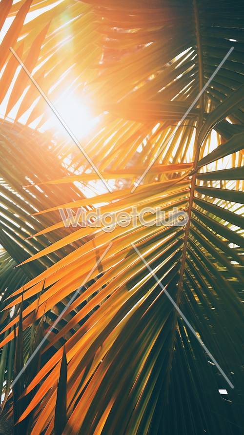 熱帶陽光透過棕櫚葉