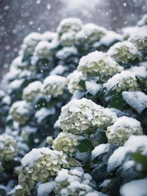 Pokryte śniegiem hortensje dodają odrobinę koloru spokojnej scenie ogrodu zimowego.