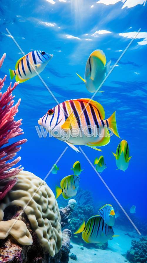 珊瑚礁の近くを泳ぐカラフルな熱帯魚の壁紙