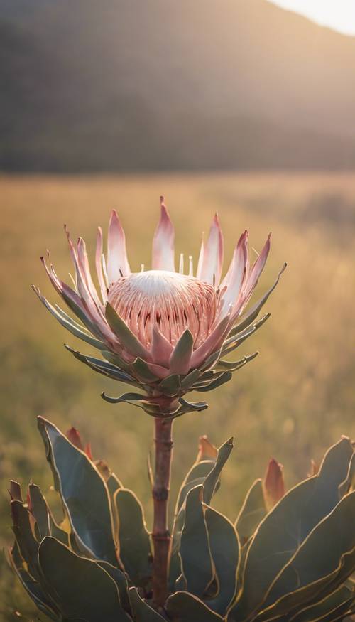Una sola flor de protea rey que florece con el telón de fondo de un prado soleado.