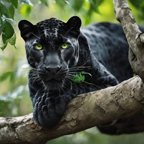 Black leopard with bright green eyes resting on a thick branch.