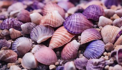 粉色和紫色渐变贝壳的近距离拍摄。