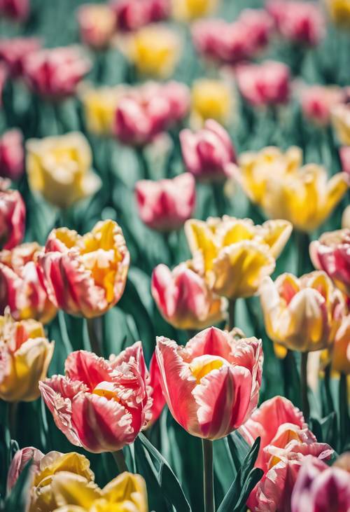 Una vivace stampa damascata floreale ispirata alla primavera, con luminosi narcisi e tulipani in fiore.