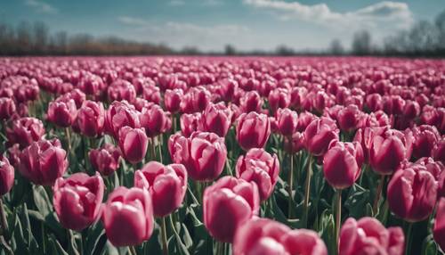 Pole pełne ciemnoróżowych tulipanów pod otwartym błękitnym niebem.