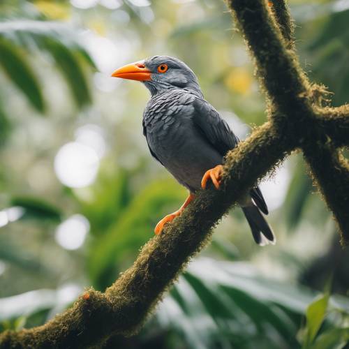 Burung abu-abu dengan paruh oranye duduk di pohon tropis hijau di hutan hujan.