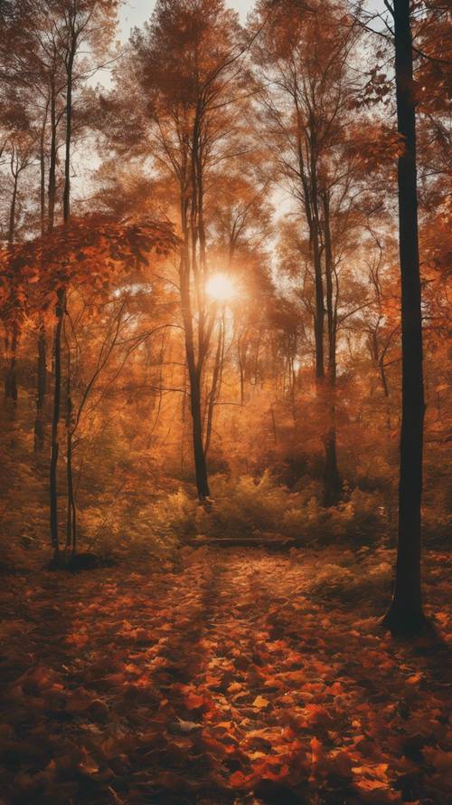 A vibrant sunset over an autumnal forest, the leaves reflecting the warm hues.
