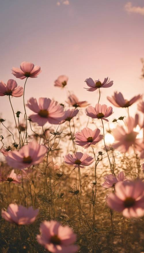 田野沐浴在金色的夕阳下，数百万朵淡粉色的波斯菊在微风中摇曳。