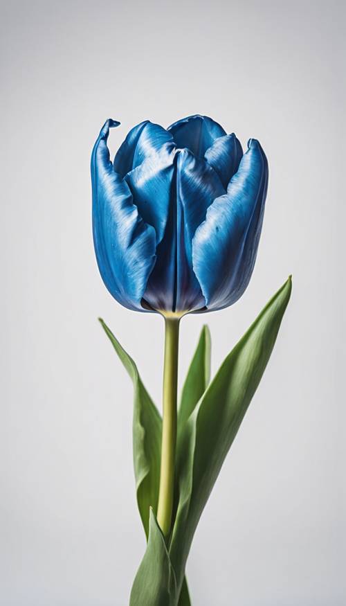 Gambar close-up tulip biru cerah dengan latar belakang putih cerah.