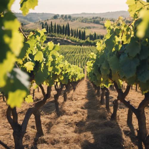 A lush vineyard with rows of grapes ready for harvest under the Tuscan sun.