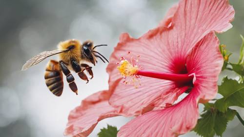A bee hovering over an open hibiscus bloom, attempting to collect nectar.
