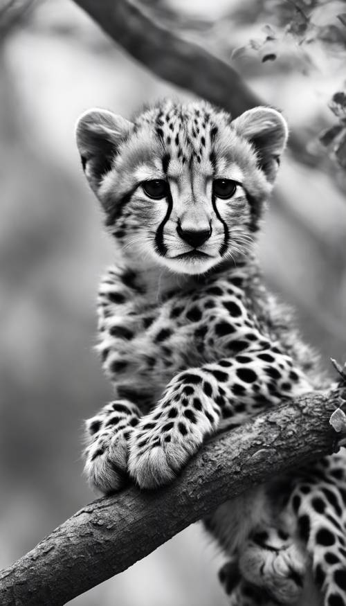 Seekor bayi cheetah tergeletak di dahan, bintik hitam putihnya menyatu dengan latar belakang monokrom.