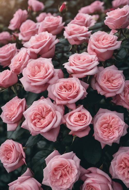 たくさんのピンクのバラが咲き誇る豊かな庭