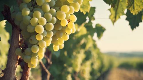 Гроздь белого винограда на лозе, готовая к сбору на полях Тосканы.