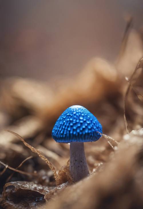 Foto jarak dekat dari topi jamur biru cerah dengan struktur insang yang rumit.