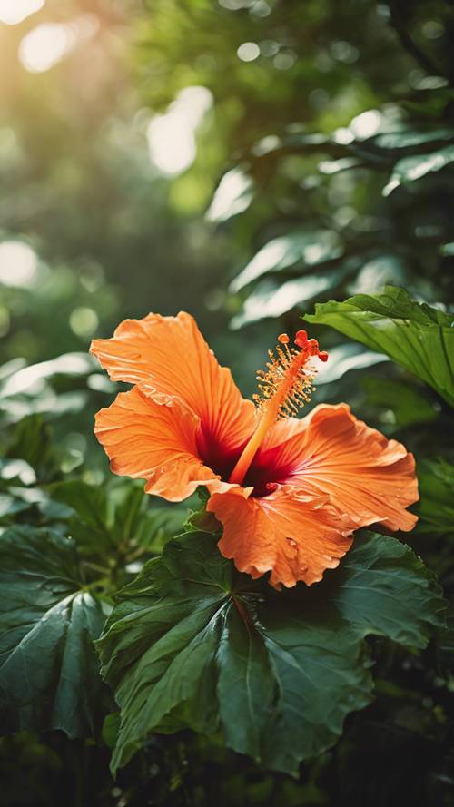 A vivid orange hibiscus flower against a backdrop of lush green leaves.