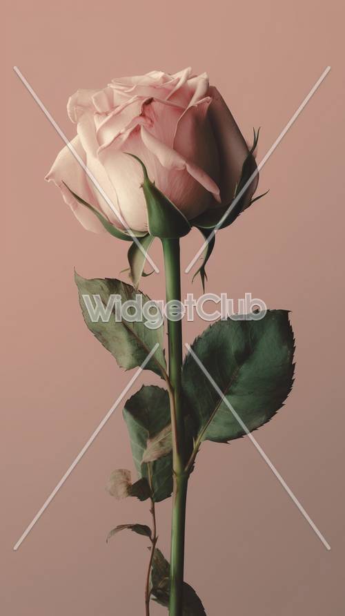 Rose rose élégante sur fond doux