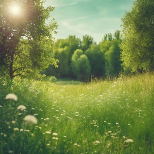 Un paesaggio estivo di un prato pieno di fiori, un effetto ombre dall&#39;erba verde brillante in basso alle cime degli alberi color salvia in alto. Sfondo [2228173c37704833bdb5]