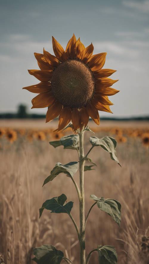 Eine einsame, reife braune Sonnenblume, die hoch auf einem verlassenen Feld steht.