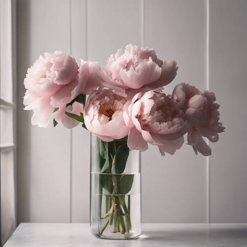 Những bông mẫu đơn màu hồng mềm mại được sắp xếp trang nhã trong chiếc bình thủy tinh cao đặt trên nền tối giản, sang trọng.