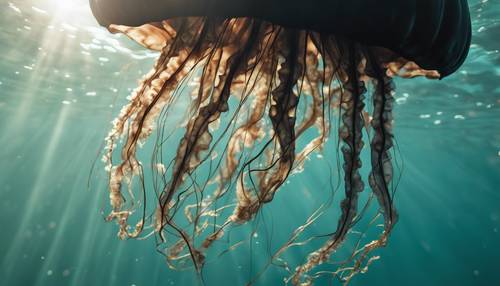 Vista de uma água-viva preta vista de baixo, iluminada pela luz solar que se filtra pela superfície da água.