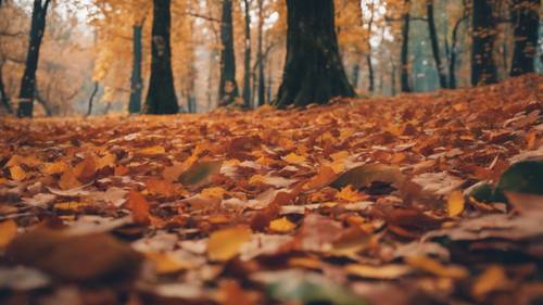 Uma cena pitoresca de uma floresta de outono, citações de anime escondidas nas cores e formas das folhas caindo.