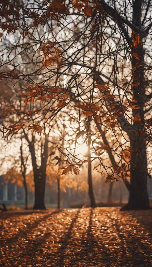 Сцена поздней осени: деревья с черными кружевными листьями и заходящее солнце.