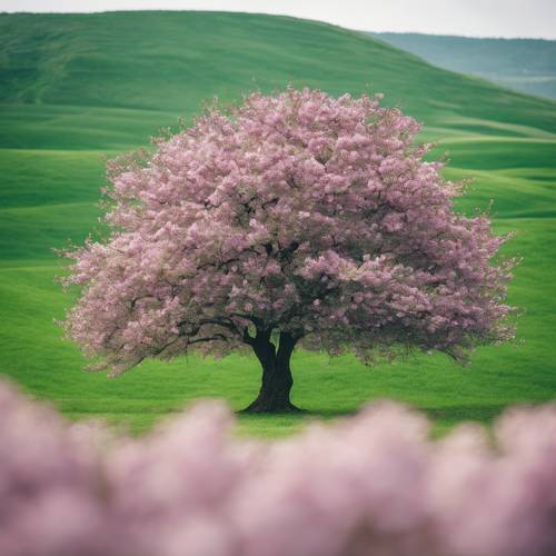 A lone dark cherry blossom tree in the center of a verdant, green field.