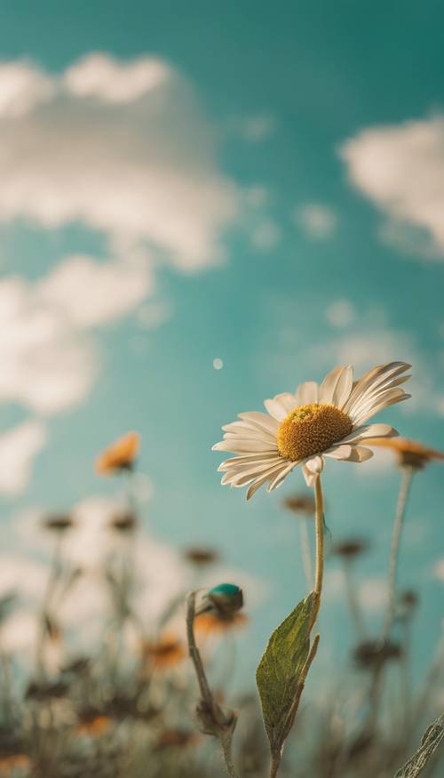 一朵孤獨的棕褐色雛菊花映襯著明亮的青色天空。