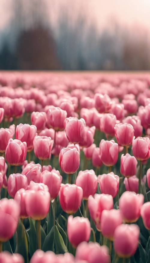 Pole wypełnione żywymi pastelowo różowymi tulipanami sięgającymi po rześkie poranne niebo.