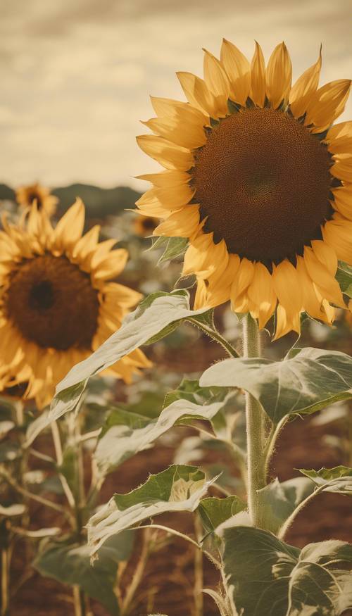 Kartu pos antik yang menampilkan bunga matahari cerah dengan warna sepia yang hangat.
