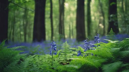 神秘的森林空地上，优雅的蓝铃花被翠绿色的蕨类植物包围着。