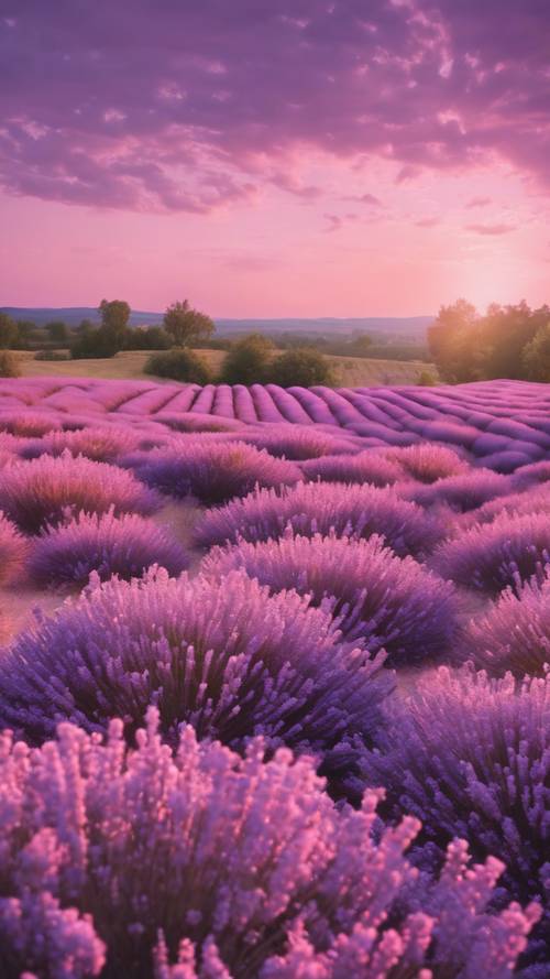 Blooming light purple lavender fields under a soft pink sunset.