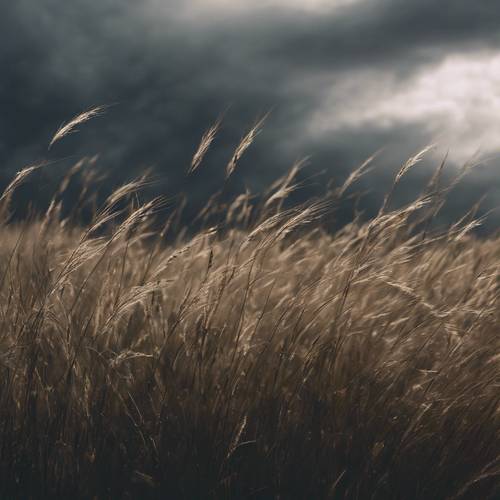 Eine Nahaufnahme von schwarzem Gras, das vor einem Sturm im starken Wind weht.