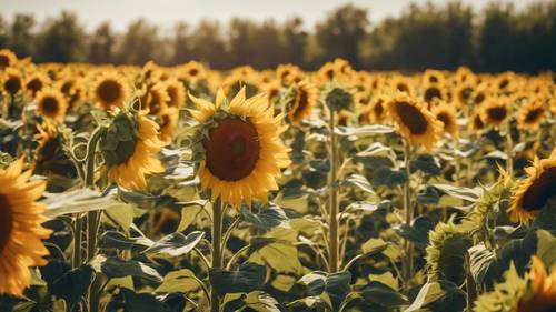 A field of blooming sunflowers under the scorching July sun.