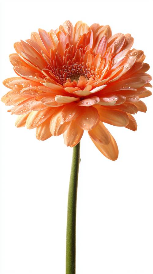 Flor laranja brilhante com gotas de orvalho cintilantes