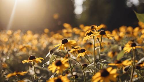 Close de um campo de flores de Susan de olhos pretos sob o brilho etéreo do sol da tarde.