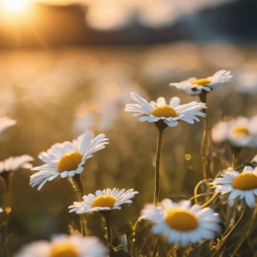 A string of daisies, gently being blown by the breeze against a golden sunset.